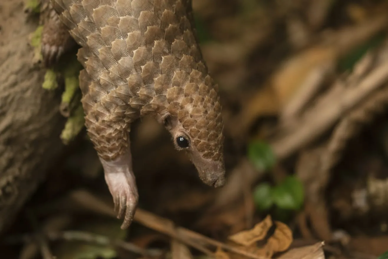Bébé Pangolin