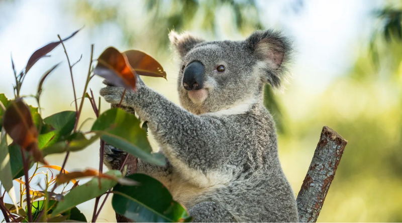 koala dans un arbre